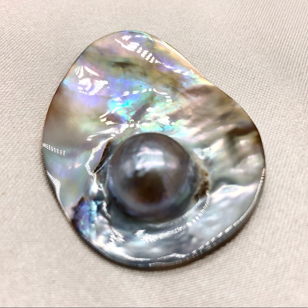 Collectible Australian Abalone Blister Grey Pearl